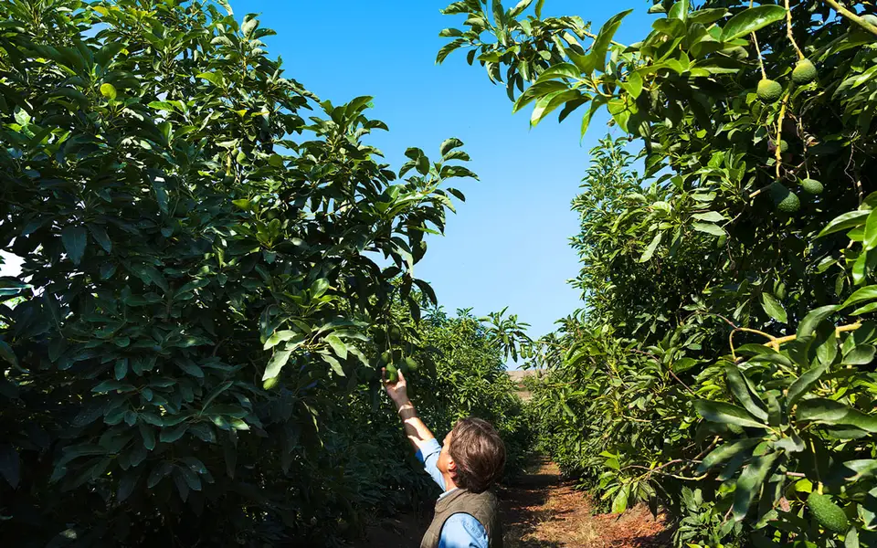 Avocado growing among trees Avocado growing among trees