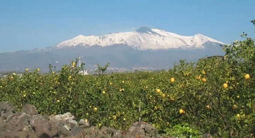 Citrus grove beneath Mount Etna Citrus grove beneath Mount Etna